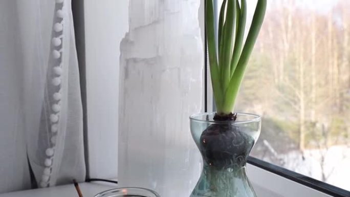 风信子东方风信子在2月的特殊生长花瓶中生长和开花。家庭窗台上盛开的花朵，背景上有亚硒酸盐水晶灯。