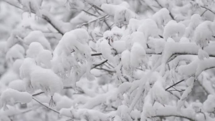 冬季森林中积雪覆盖的树枝