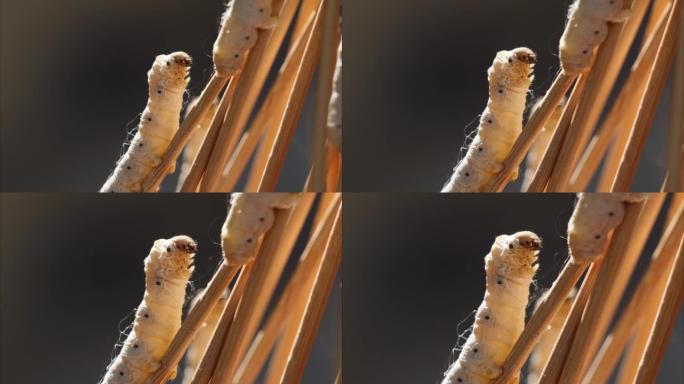 树枝上成熟丝虫的特写镜头，等待茧，身体在阳光背光下看起来透明，特写镜头4k实时镜头放大效果。