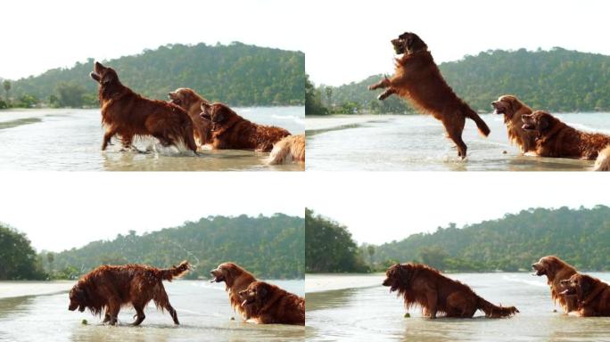 慢动作镜头狗金色跳跃在沙滩上休息后玩水波获得球，快乐的周末享受日落，金色狗有趣的活动概念。