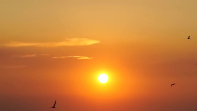 海鸥鸟以美丽的日落慢动作飞行。
