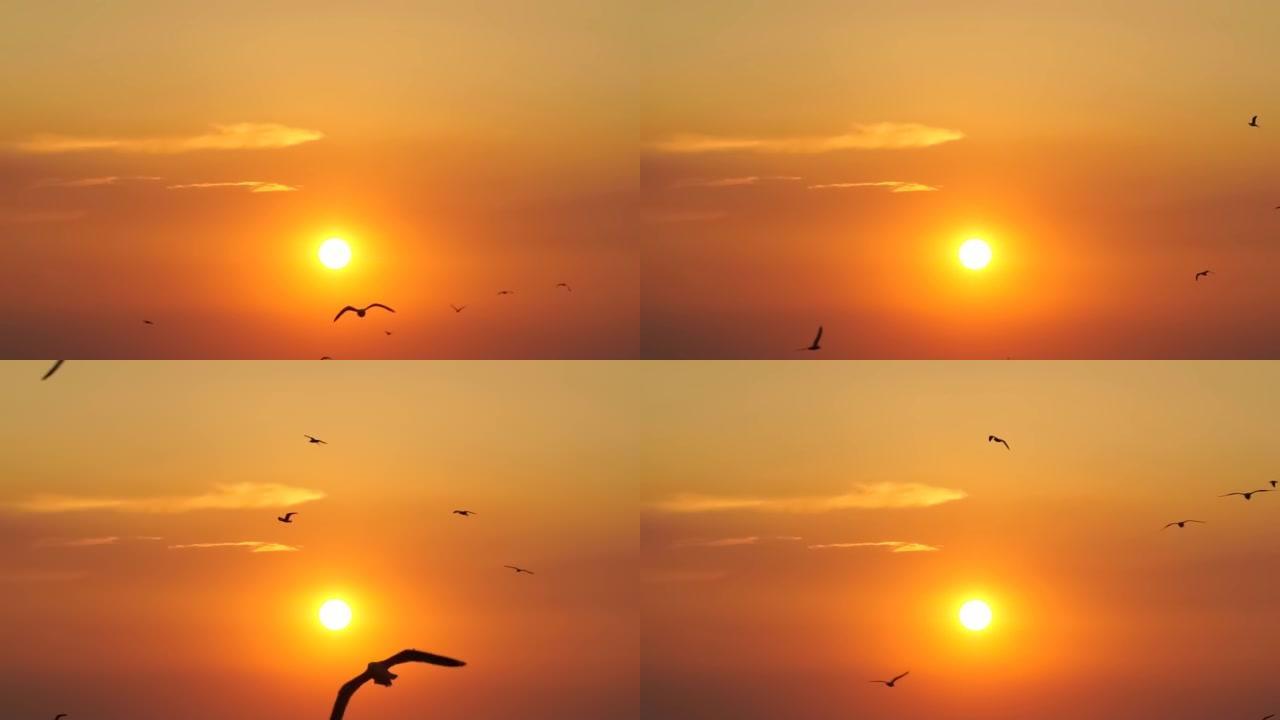 海鸥鸟以美丽的日落慢动作飞行。