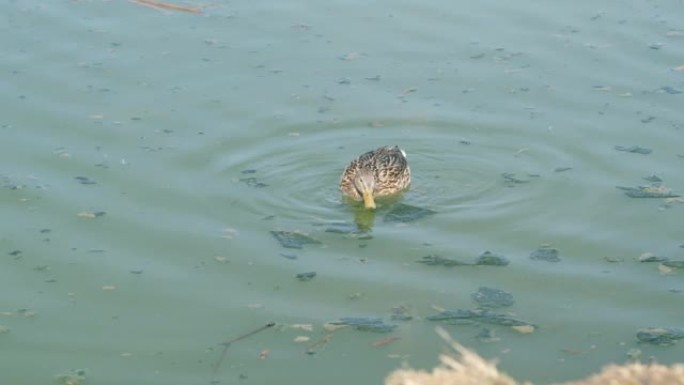 母野鸭在沼泽水中进食。鸭嘴兽。