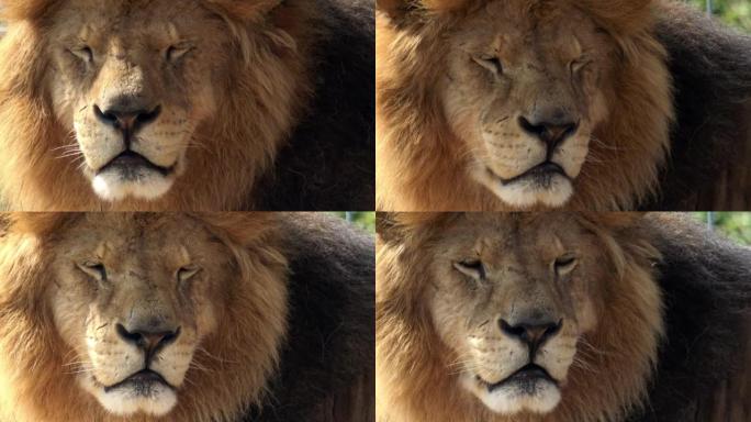 一只大雄狮的肖像 (Panthera leo)