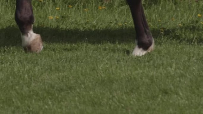 马的腿在新鲜的草地上漫步，马蹄铁在阳光下闪闪发光。