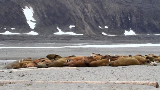 海象群在北极海滩上晒日光浴，斯瓦尔巴群岛，