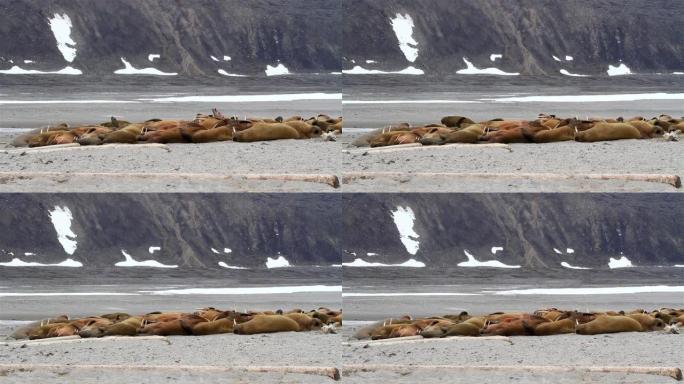 海象群在北极海滩上晒日光浴，斯瓦尔巴群岛，