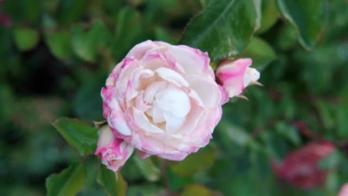 玫瑰园里美丽精致的淡粉玫瑰。园艺概念。慢动作