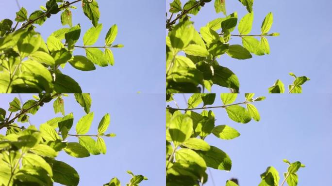 柠檬香脂 (Lippia alba) 的叶子排列在蓝天的背景下，云彩，在巴西里约热内卢市的晴天在风中