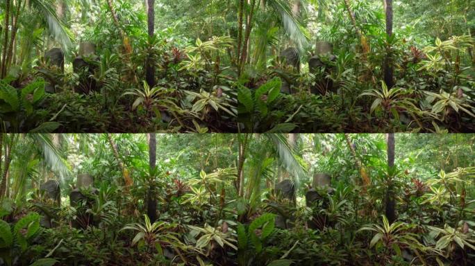 在雨林或丛林的中央有一个隐藏的和隐蔽的岩层。寻宝或考古遗址的概念。