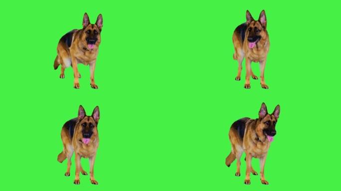 德国牧羊犬站在绿色屏幕上，色键