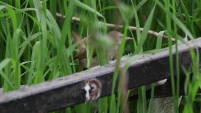 食蜂者