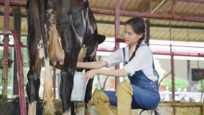 亚洲年轻的职业女性奶农在牛棚里挤奶。有吸引力的女农业农民感到快乐，并享受在牲畜养殖场工作的快乐。