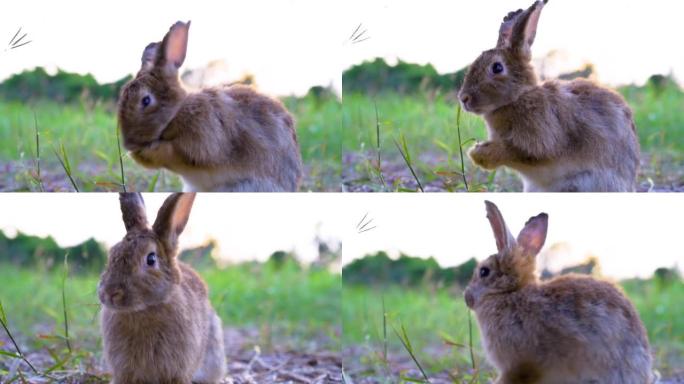 肖像的一个可爱的蓬松的兔子棕色的颜色与大耳朵，绿色的花草地在春天的森林与美丽的模糊背景。春季假期的概