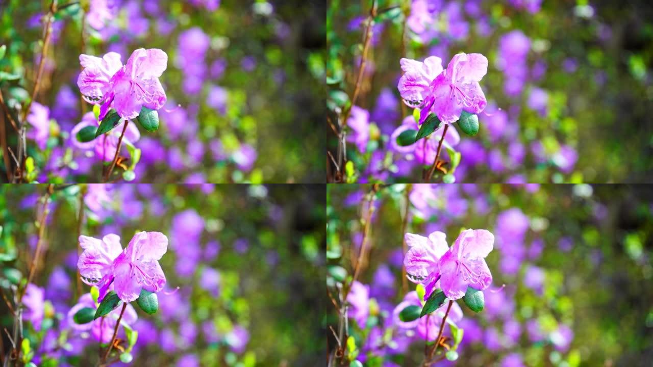 杜鹃花是阿尔泰樱花。美丽的粉色花朵生长在俄罗斯西伯利亚的一块粗糙而神奇的岩石上