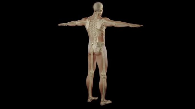 显示人体骨骼系统的3d动画