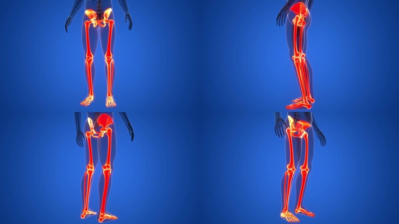 人体骨骼系统下肢骨关节解剖动画概念
