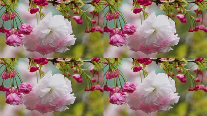 双花樱花盛开，白色和粉红色的花瓣。