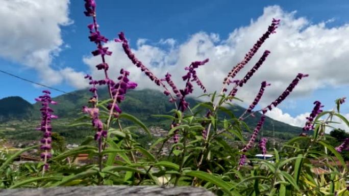 开花的墨西哥灌木鼠尾草植物有紫色，绿色的叶子，小茎在风中摇摆