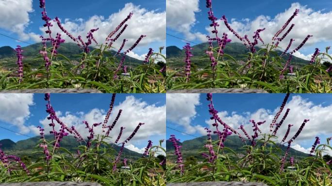 开花的墨西哥灌木鼠尾草植物有紫色，绿色的叶子，小茎在风中摇摆