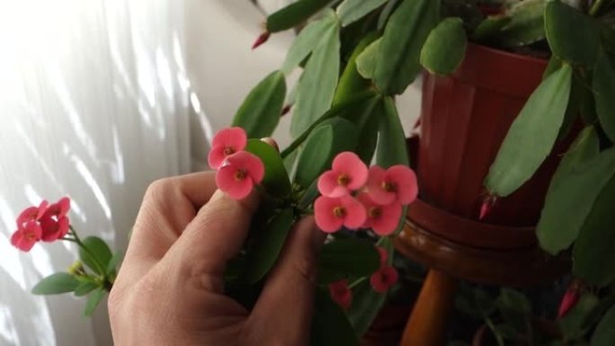 花盆中的荆棘冠，特写荆棘冠，粉红色的荆棘冠，