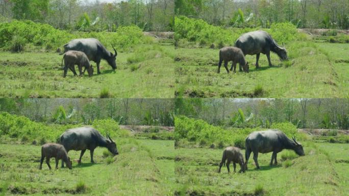 在阳光明媚的日子里，泰国南部甲米的高巴生岛上慢动作田野牛的4k电影野生动物镜头 (3)