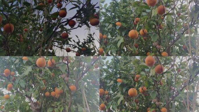 柑橘树上的水果。柑橘 (甜橙组) 包括广泛种植的甜橙，包括红橙和脐橙。