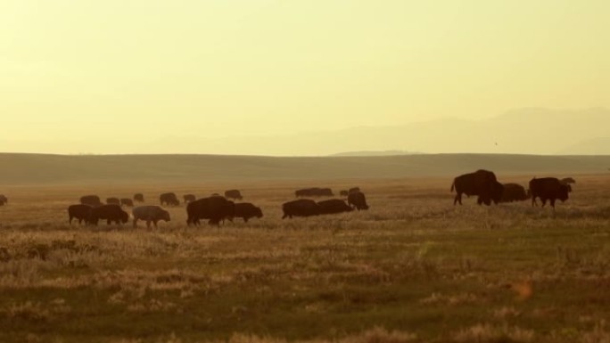 北美野生动物。日落期间的科罗拉多野牛