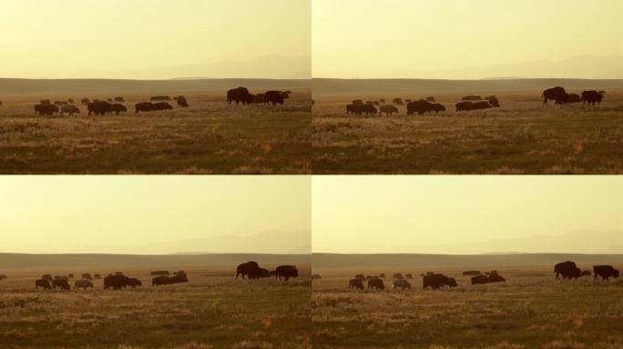 北美野生动物。日落期间的科罗拉多野牛