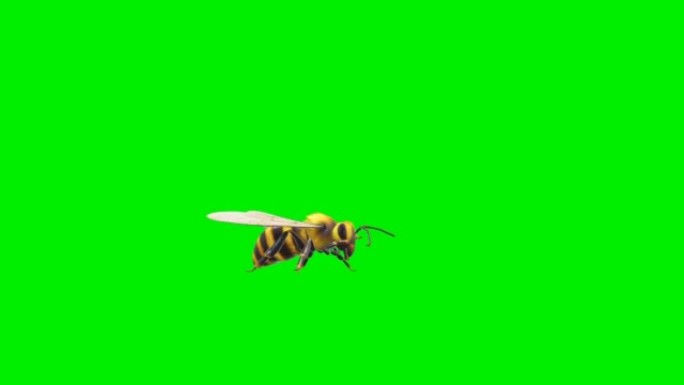 蜜蜂坐在绿屏上