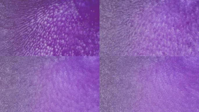抽象紫色流体背景