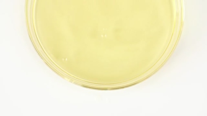 透明黄色化妆液缓慢滴入玻璃培养皿。化学实验室研究。天然有机化妆品、药物的宏观拍摄。生产特写。