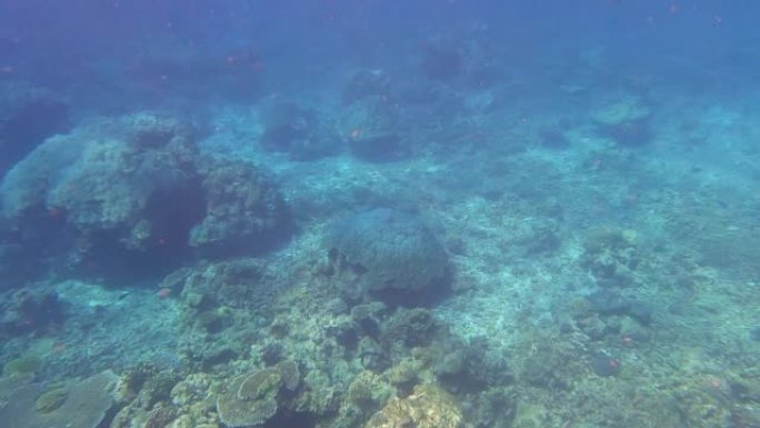 泰国攀牙素林岛国家公园的珊瑚礁和五彩斑斓的珊瑚鱼群