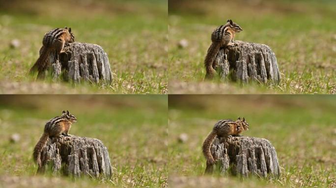 在不列颠哥伦比亚省e.C.的老树干上奔跑，跳跃，坐着和吃饭的可爱而顽皮的花栗鼠。曼宁公园，不列颠哥伦