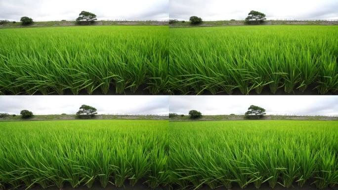 台中外埔-王祐谷，夏天刚栽种的稻田，闪闪的绿色。