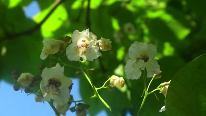 夏天拍摄的梓花