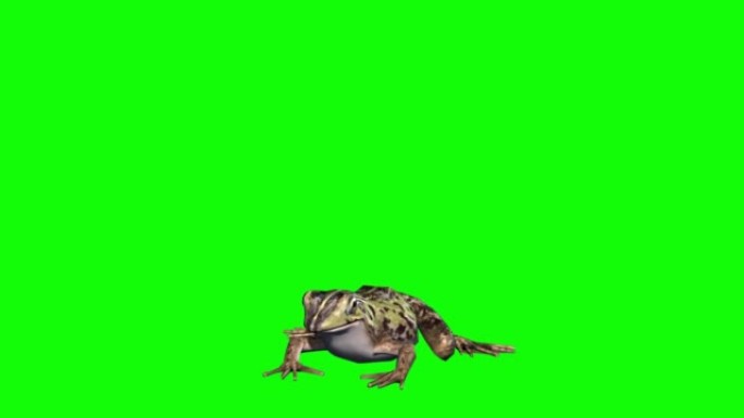 青蛙在绿色屏幕上跳跃