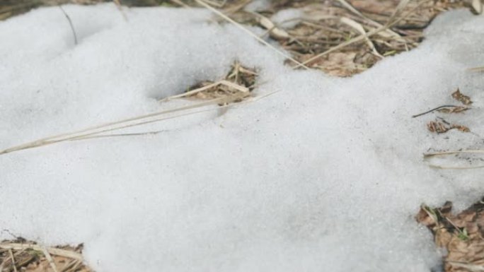 春天在干燥的野草上融化雪。季节变化时融雪的自然现象。宏观拍摄。