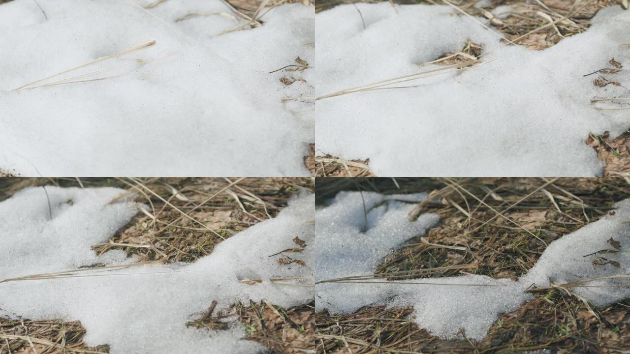 春天在干燥的野草上融化雪。季节变化时融雪的自然现象。宏观拍摄。