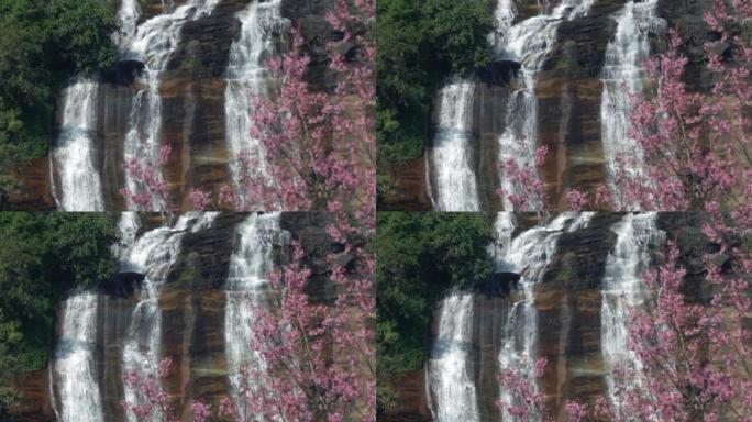 天狼星瀑布和樱花树