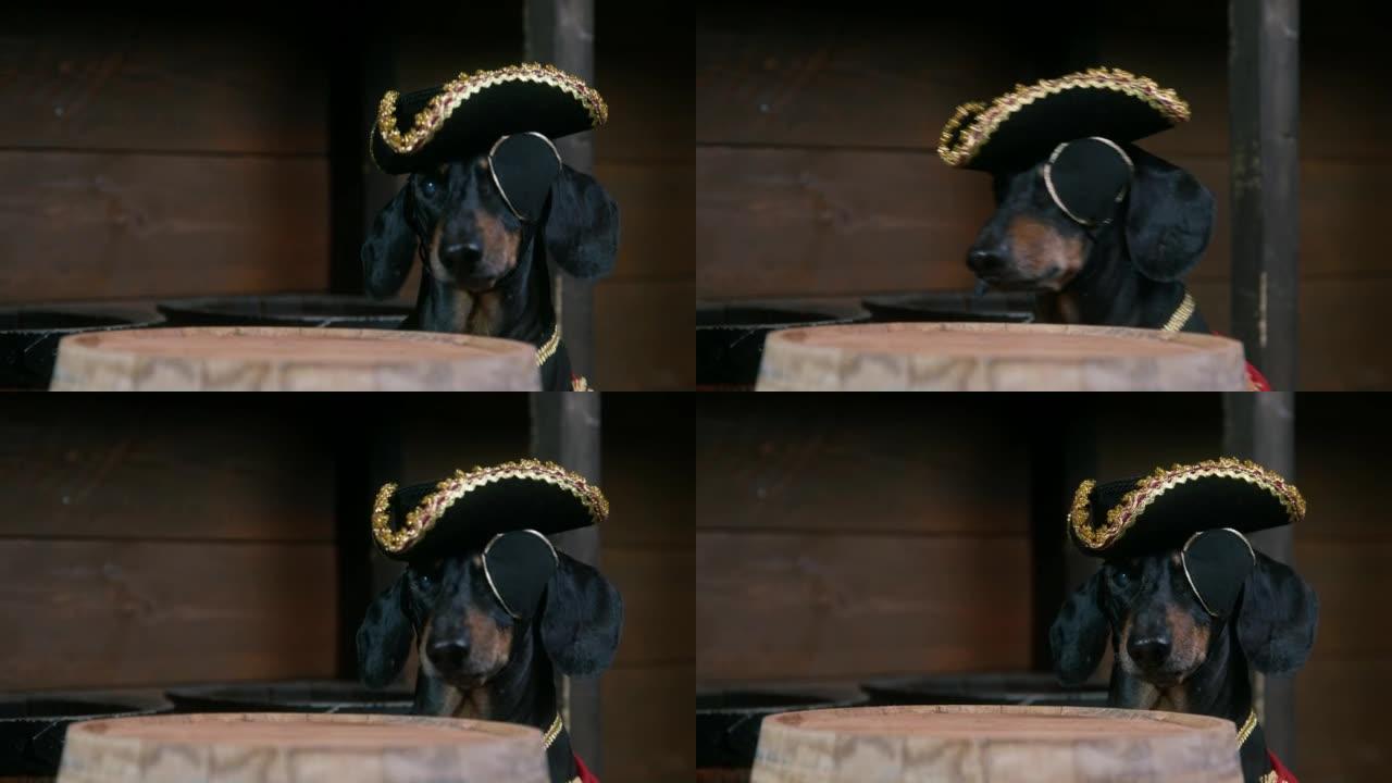 穿着tricorn殖民地帽子和维多利亚时代夹克的腊肠狗的肖像，带有眼罩，从木桶下模仿桌子出来，前视图