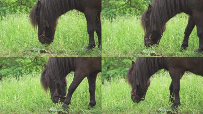 一匹小马，一匹棕色的小马在绿色的草地上吃草。放牧动物，特写。