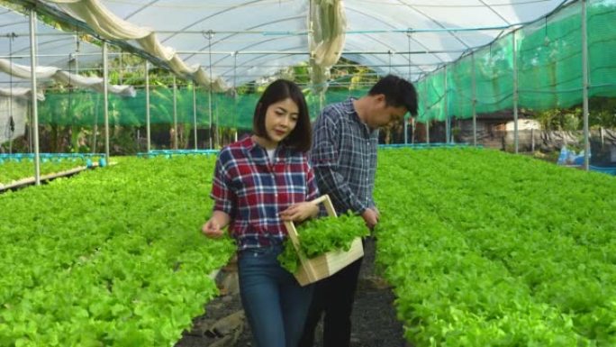 亚洲夫妇农民老板在蔬菜水培农场工作，快乐。年轻的男人和女人通过使用平板电脑检查绿色蔬菜的质量，带着微