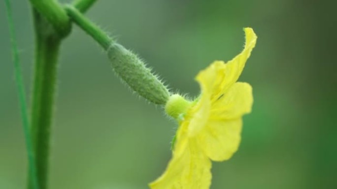 在温室条件下生长着一朵黄花的小黄瓜。有机园艺。