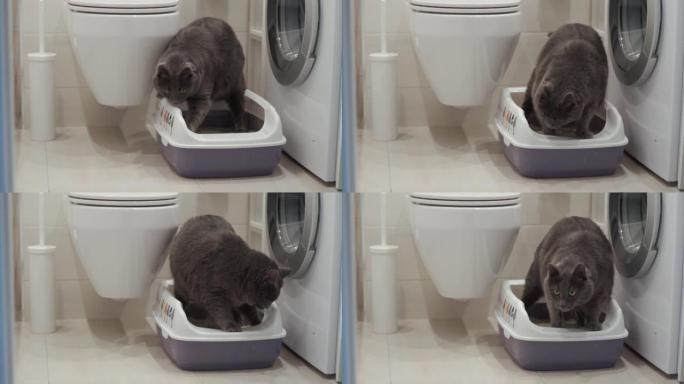 猫使用厕所，灰猫将其成团的液体废物埋在装满成团垃圾的猫砂箱中。高质量4k镜头