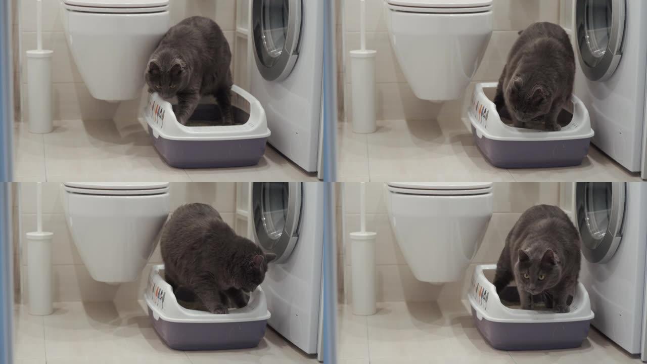 猫使用厕所，灰猫将其成团的液体废物埋在装满成团垃圾的猫砂箱中。高质量4k镜头