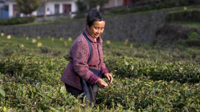 奶奶采茶 摘茶叶 春茶