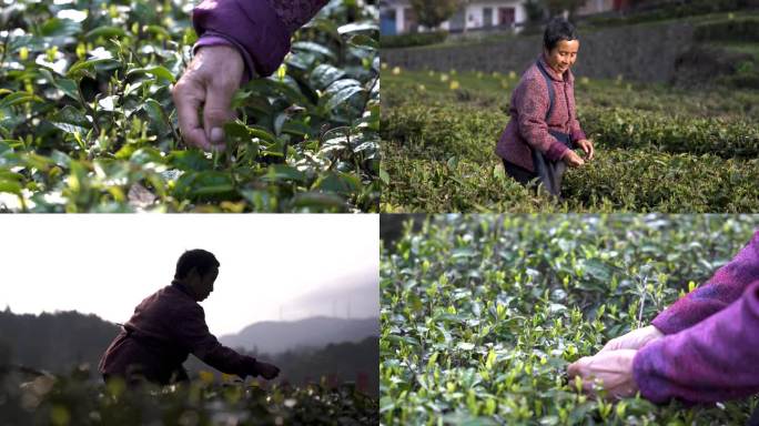 奶奶采茶 摘茶叶 春茶