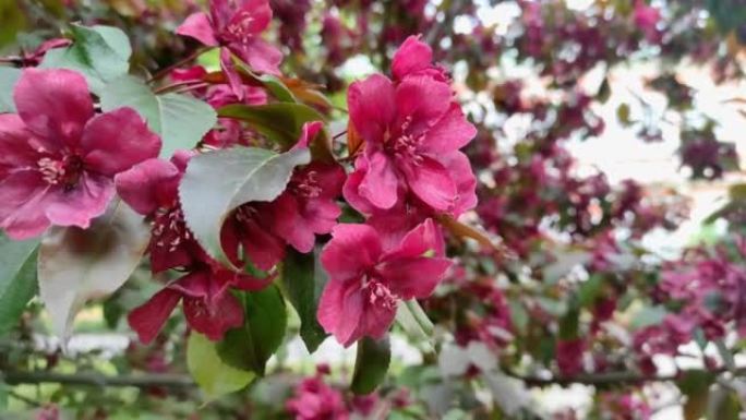 奇妙的苹果树盛开红花，是一种观赏植物