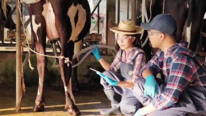 女性和男性农民检查他的牲畜和奶牛场的牛奶质量。